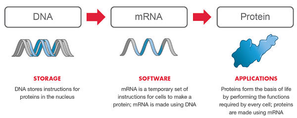 https://vaccines.news/wp-content/uploads/2021/01/moderna-mrna-vaccine-operating-system.png