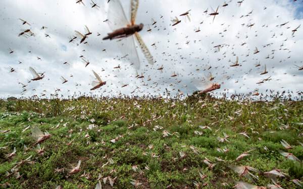 Illustrative: Swarms of desert locusts fly up into the air from crops in Katitika village, Kitui county, Kenya January 24, 2020. (AP Photo/Ben Curtis)